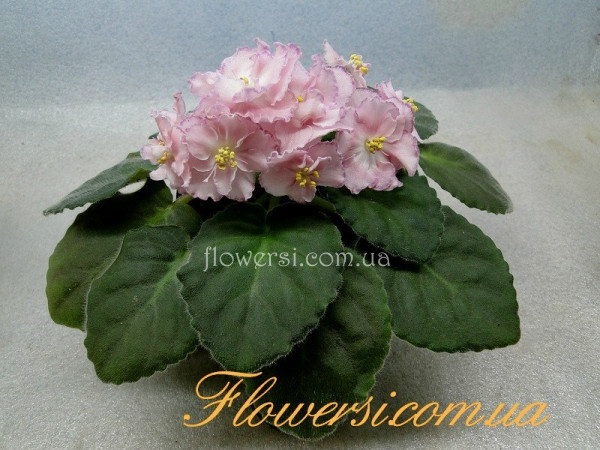 Фиалка Душечка (сеянец К.Морева)