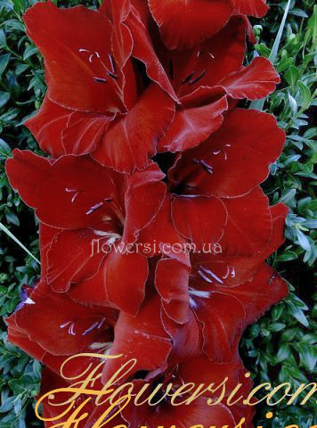 Гладiолус Чапаєв