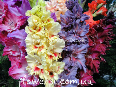 Суміш гладіолусів