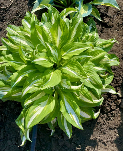 Хоста Undulata Mediovariegata (Ундулата Медиовариегата)