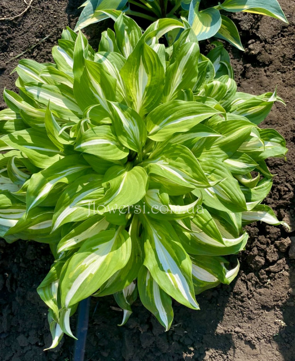 Хоста Undulata Mediovariegata (Ундулата Медиовариегата)