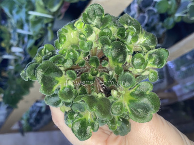 Senk's Neverland Dreams