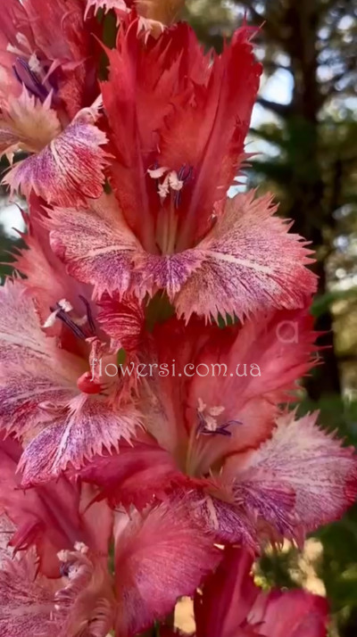  Гладiлус Абу дабI 