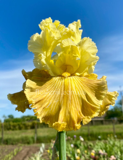 Ірис № 53 (Сіянець Г.Витiвськой)