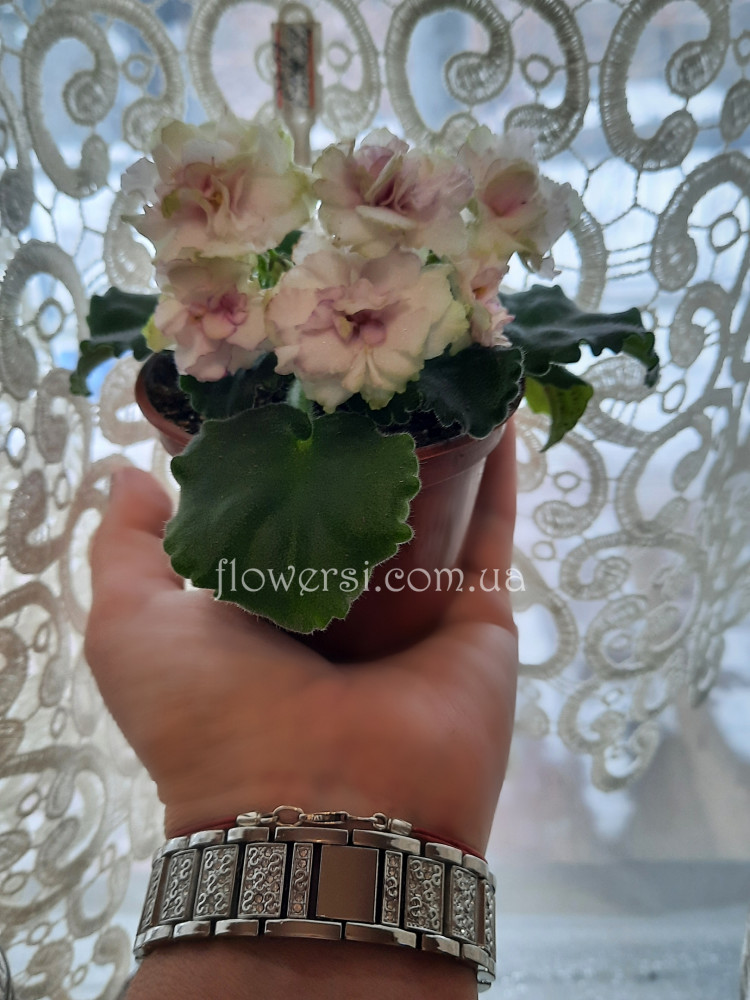 Фиалка Morgan's Drifters Rose (C. Eros)