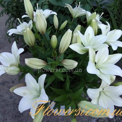 Лілія LA гібрид Richmond