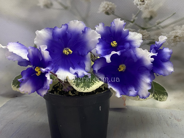 Фиалка ЛЕ-Сапфировый Снег