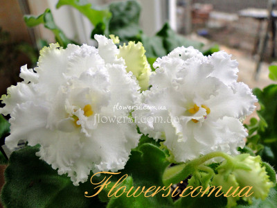 Фиалка РС-Диана 