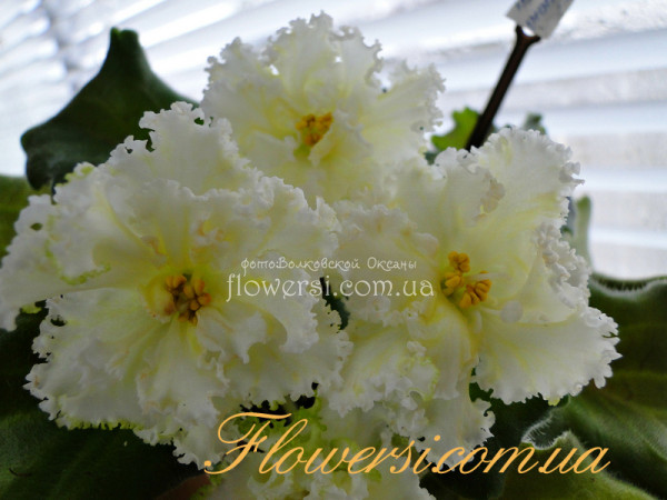 Фиалка  ЛЕ-Бриллиант Тиффани 