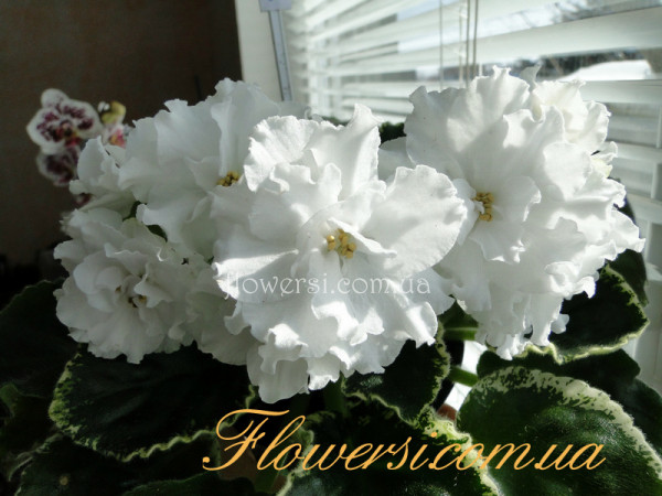 Фиалка Ян-Морозко (Пуминова)