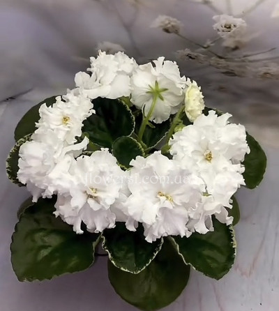 Фиалка Ян-Морозко (Пуминова)