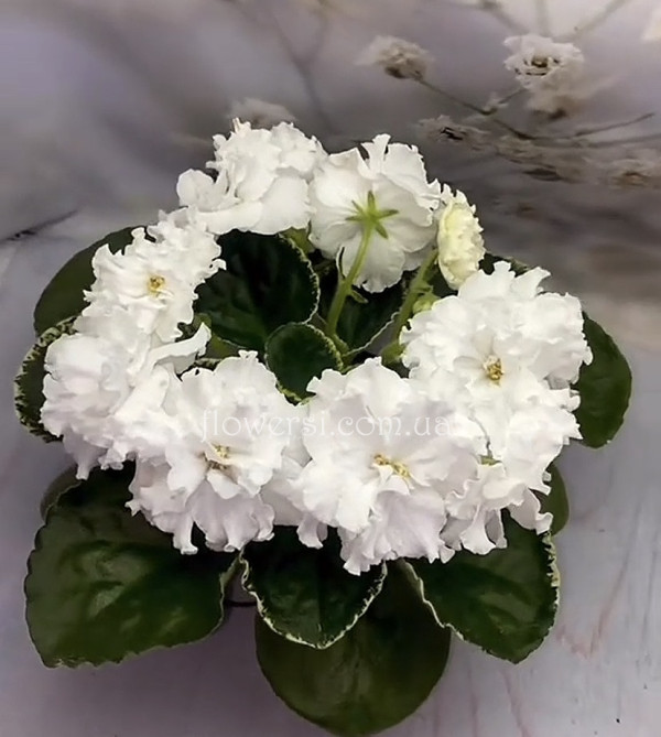 Фиалка Ян-Морозко (Пуминова)