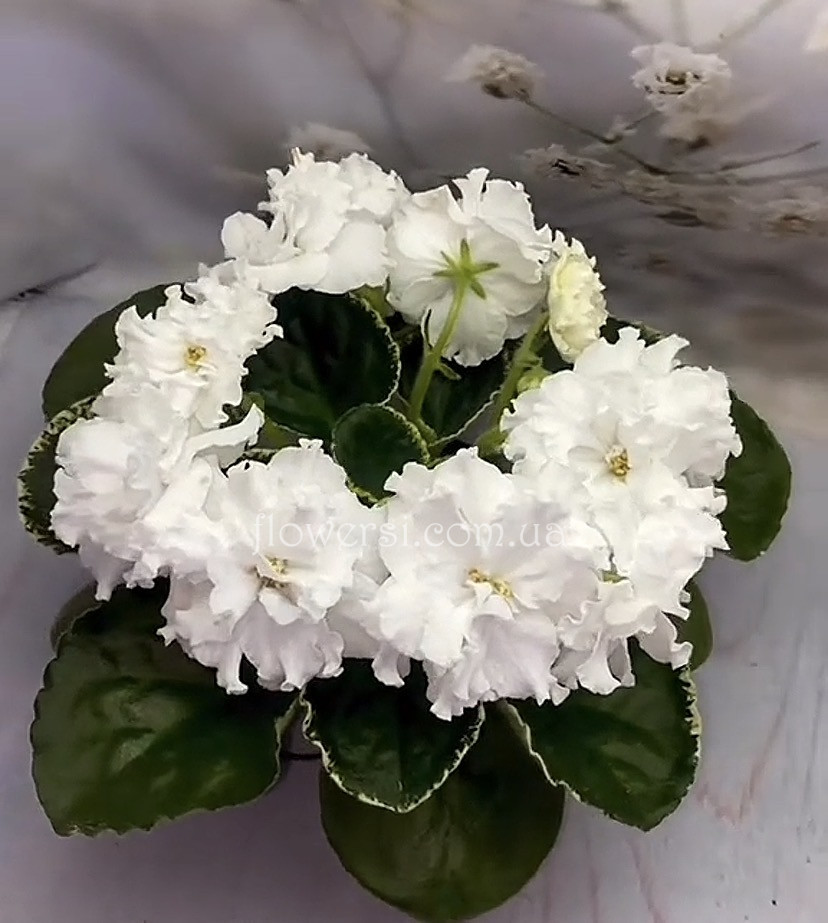 Фиалка Ян-Морозко (Пуминова)