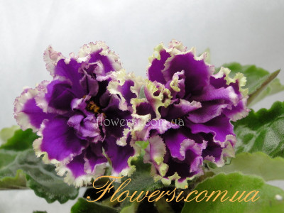 Фиалка ЕК - Малахитовая Орхидея