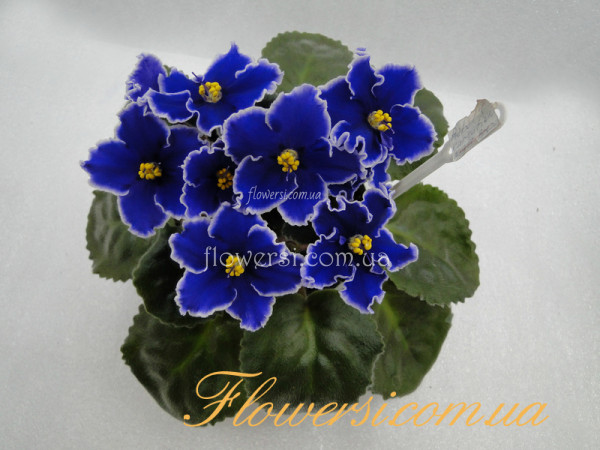 Фиалка  Rebel's Night Breezes (R.Bann) 