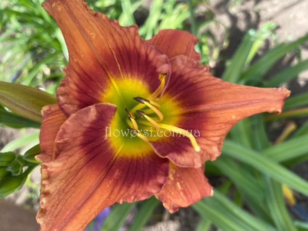 Лилейник № 39