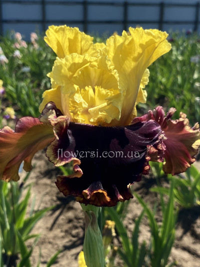 Ирис Флашинейте-Flashinator (Blyth 2013) 