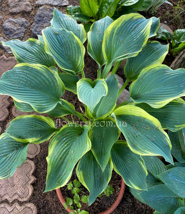 Хоста Regal Splendor (Регал Сплендор)