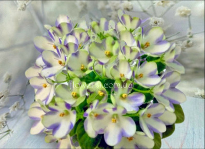 Mac's Momentary Meltdown-спорт 