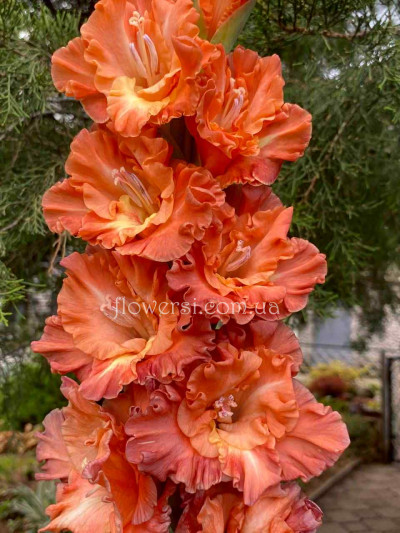 Гладiолус Гобі