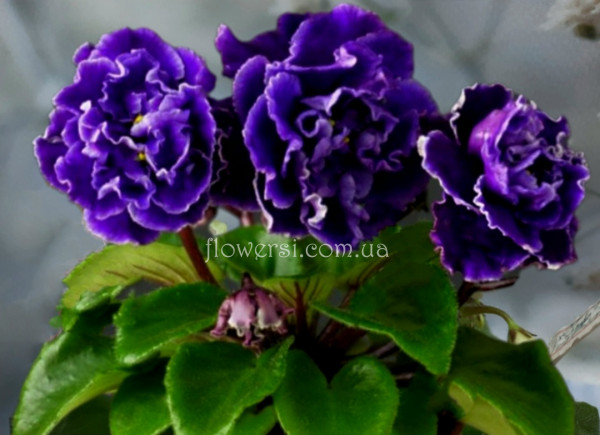  Фіалка Morgan's Raji  (C. Eros)