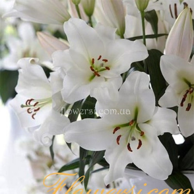 Лілія ОТ-гібрид - Forever (Фореве)