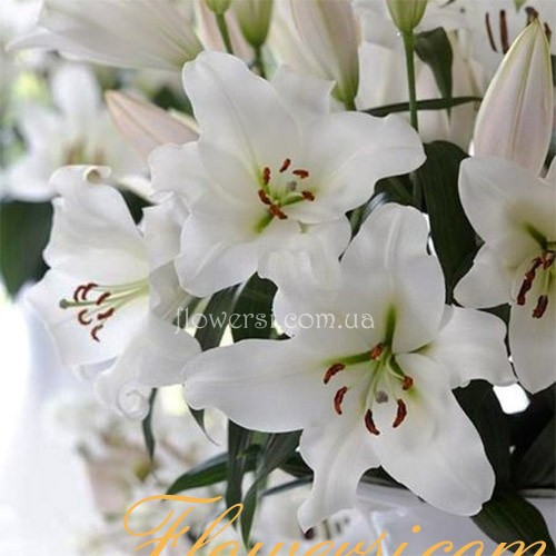 Лілія ОТ-гібрид - Forever (Фореве)