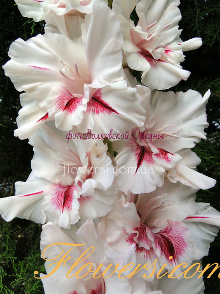 Гладiолус Перелетная птiца 