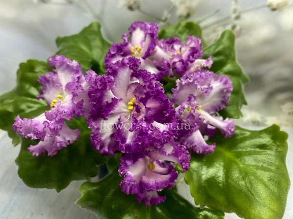 Фиалка ЛЕ-Цветочная Фея