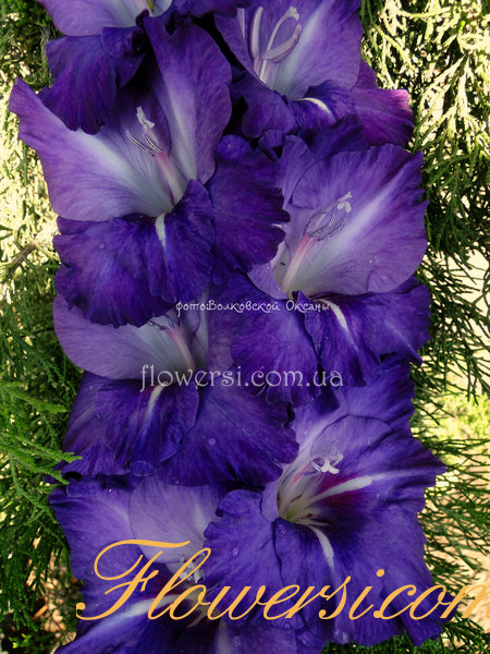 Гладiолус Хлем 