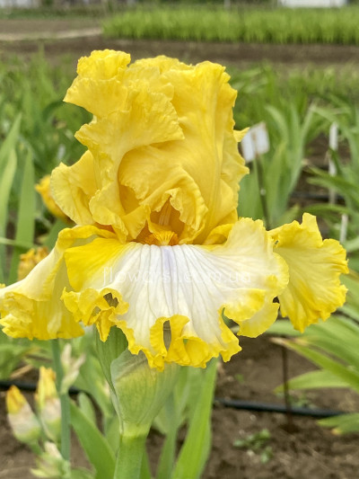 Ирис Позитив Атититьюд Positive Attitude-2017-(Sutton) 