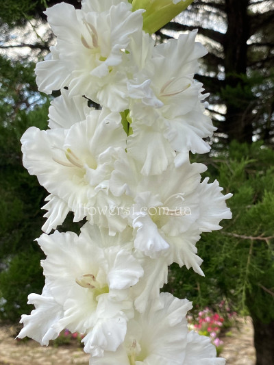 Гладiолус Корнет 