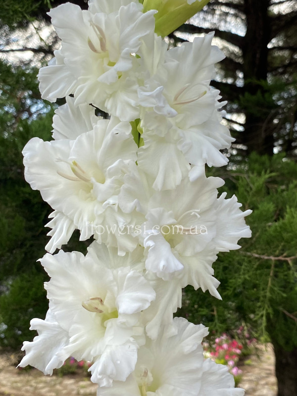 Гладiолус Корнет 