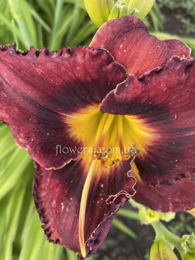 Сеянец  №11 (Сіянець Г.Витiвськой)