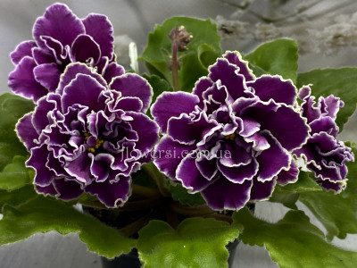 Фіалка  ЛЕ-Шато Брион