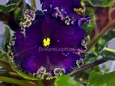 Черемуха кудрявая