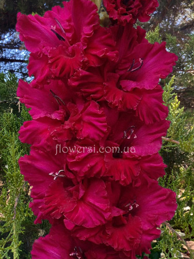 гладіолус Естет 