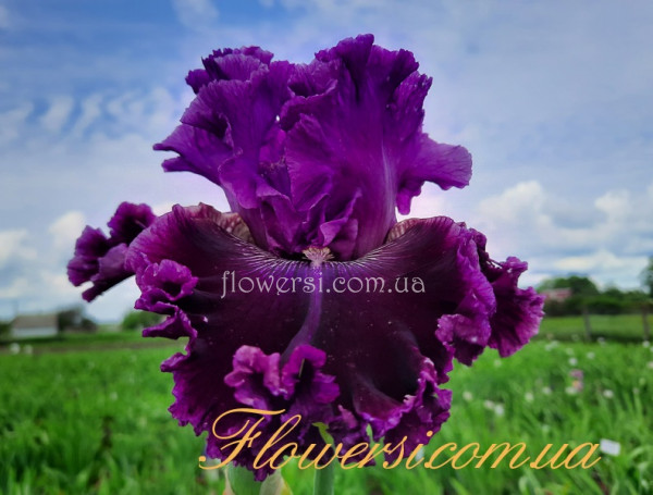 Ірис № 51 (Сіянець Г.Витiвськой)