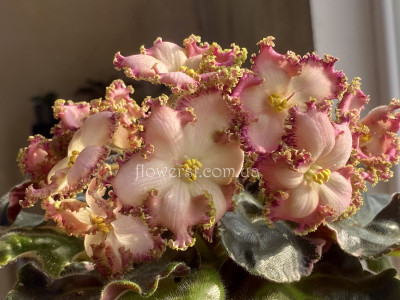 Фиалка РС-Небылица 