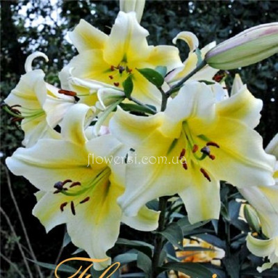 Лілія OT-Гібрид Гігант Conca D`or (Конка Д`ор)