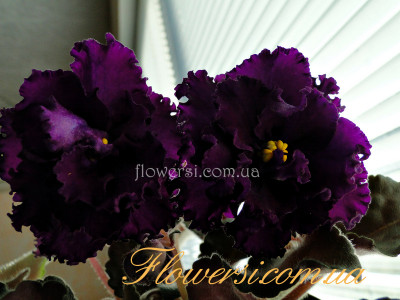  Фиалка РМ-Византийская Роза  