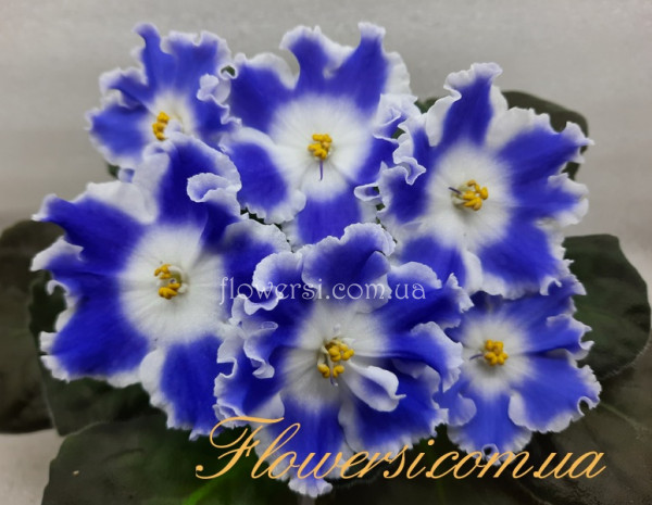 Фиалка ЕК-Снег и Небо