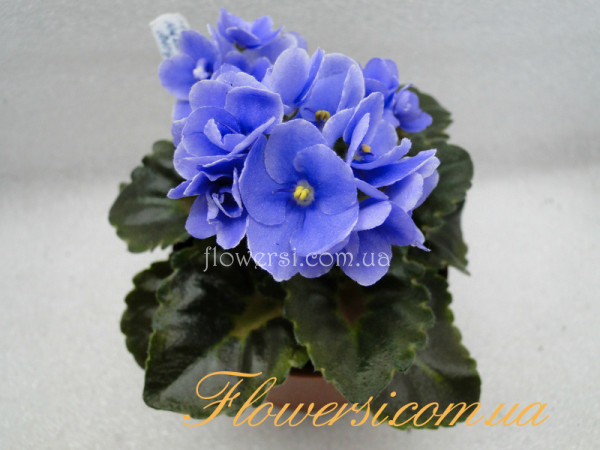 Фиалка Honey Blue Angel (H. Pittman).