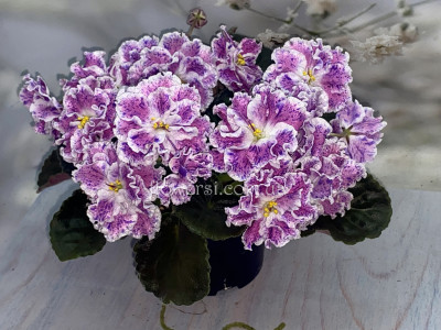 Фиалка ЛЕ-Розмари