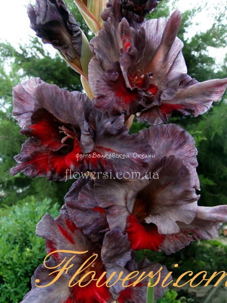 Гладiолус Бедуiн 