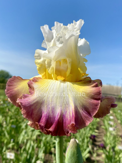 Ирис Старшип Энтерпрайдис (Starship Ebterpise) 