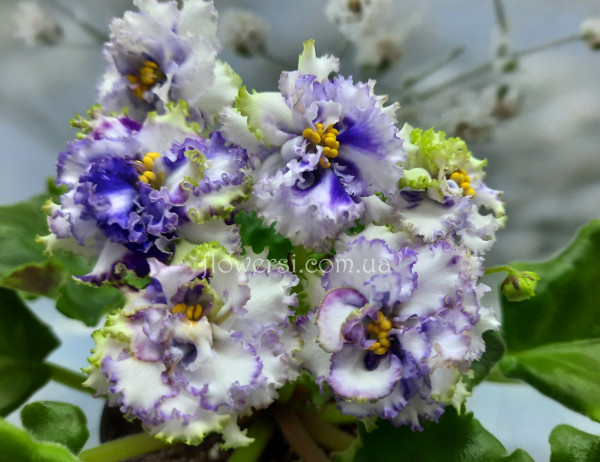 Фиалка Ален-Нічна Троянда Люкс (А.Вольская) спорт