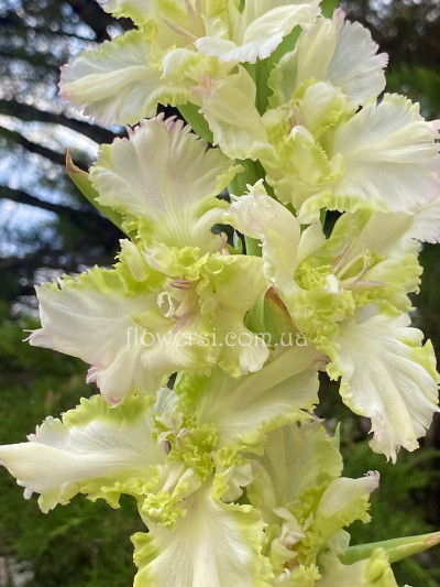 Гладiолус Пробудження весни 