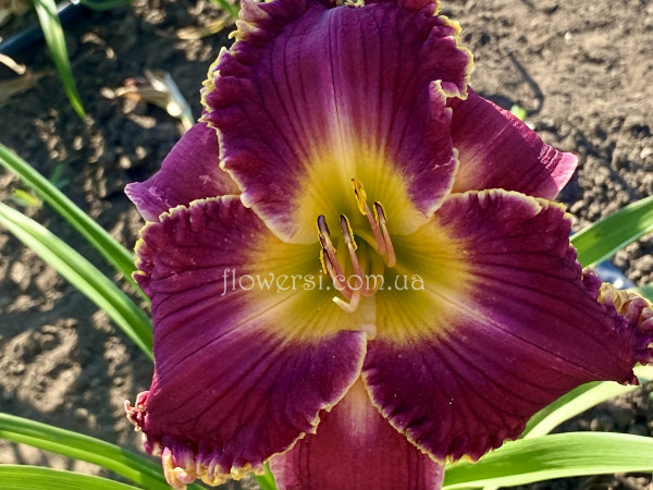 Лілейник Девід Джордж