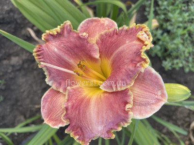 Сеянец  №12 (Сіянець Г.Витiвськой)